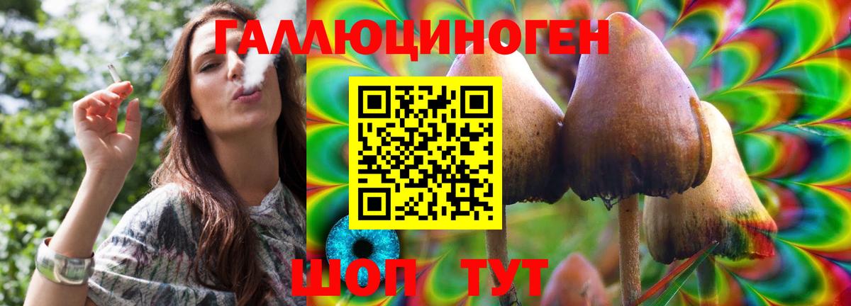 Псилоцибиновые грибы Psilocybine cubensis Осинники